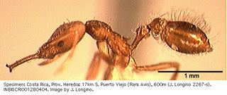 Strumigenys trinidadensis, worker, side