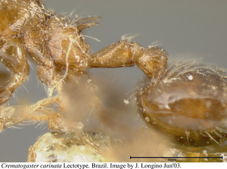 Crematogaster carinata, worker, petiole side, lectotype