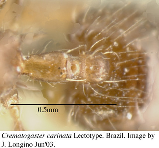 Crematogaster carinata, worker, petiole top, lectotype