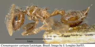 Crematogaster carinata, worker, side, lectotype