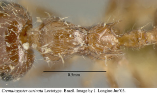 Crematogaster carinata, worker, top, lectotype