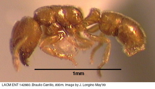 Typhlomyrmex pusillus, worker, side
