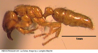 Typhlomyrmex rogenhoferi, worker, side