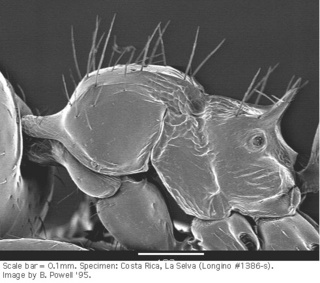 Crematogaster flavomicrops, thorax side, sem