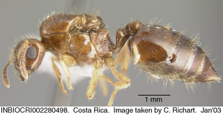 Crematogaster limata, queen, side