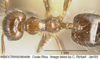 Crematogaster limata, worker, top