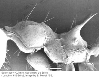 Crematogaster nigropilosa, thorax side, sem