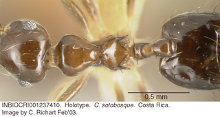 Crematogaster sotobosque, worker, top, holotype