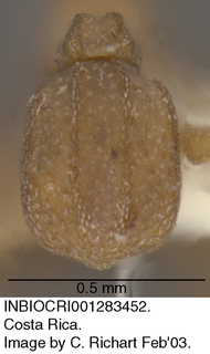 Cyphomyrmex costatus, worker, abdomen