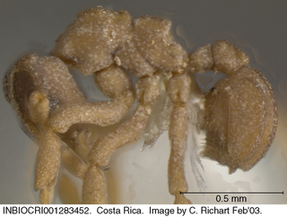 Cyphomyrmex costatus, worker, side