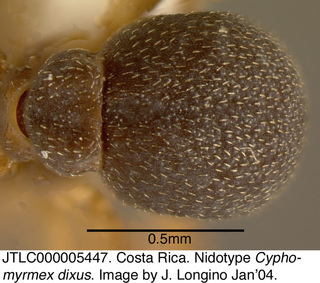 Cyphomyrmex dixus, worker, abdomen