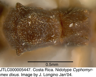 Cyphomyrmex dixus, worker, thorax top