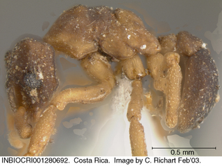 Cyphomyrmex peltatus, worker, side