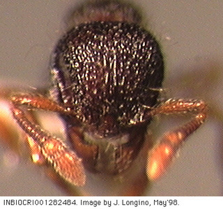 Lachnomyrmex scrobiculatus, worker, head