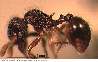 Lachnomyrmex scrobiculatus, worker, side