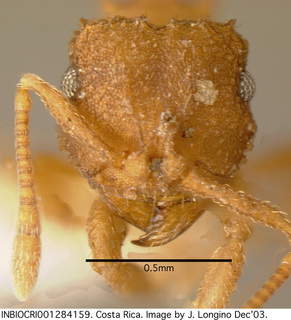 Mycocepurus curvispinosus, worker, head