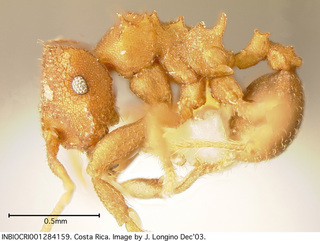Mycocepurus curvispinosus, worker, side