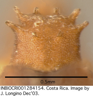 Mycocepurus smithii, worker, petiole