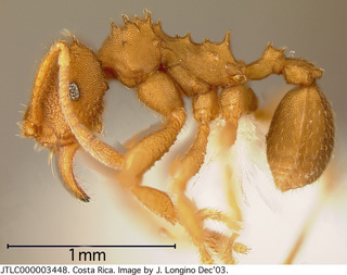 Mycocepurus tardus, worker, side