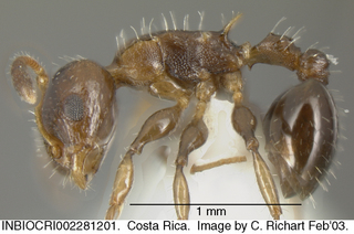 Nesomyrmex pleuriticus, worker, side