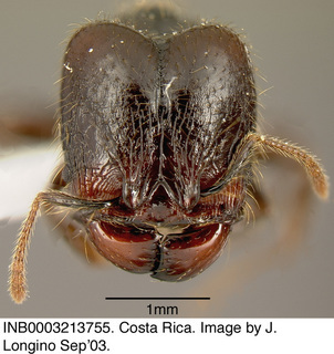 Pheidole arachnion, worker major, head