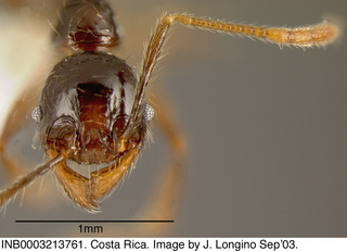 Pheidole arachnion, worker minor, head