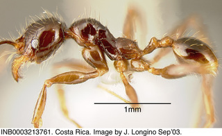 Pheidole arachnion, worker minor, side