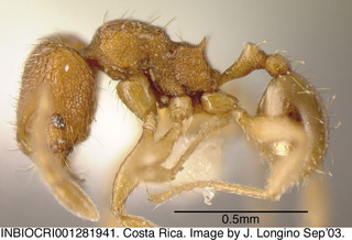 Pheidole beloceps, worker minor, side