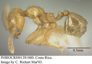 Pheidole bicornis, worker minor, side