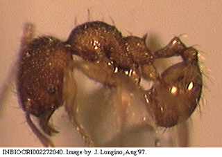 Pheidole glomericeps, worker minor, side
