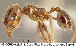 Pheidole laticornis, worker major, side