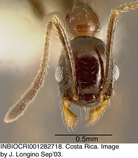 Pheidole laticornis, worker minor, head