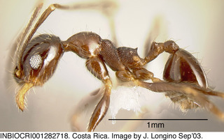 Pheidole laticornis, worker minor, side