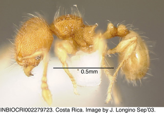 Pheidole mendicula, worker minor, side
