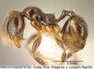 Pheidole monteverdensis, worker minor, side