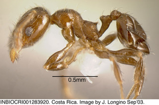 Pheidole truncula, worker minor, side