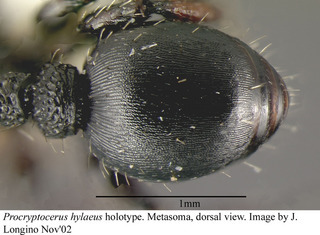 Procryptocerus hylaeus, worker, abdomen top