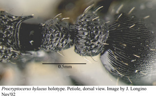 Procryptocerus hylaeus, worker, petiole top