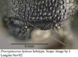 Procryptocerus hylaeus, worker, scape