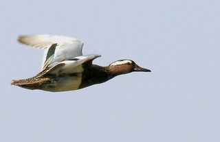 Anas querquedula, male in flight