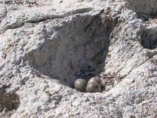 Sterna aurantia, nest with eggs