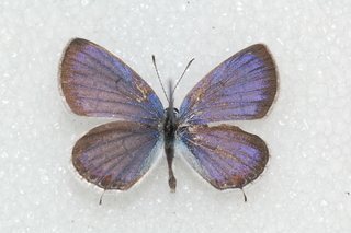 Cupido comyntas, Eastern Tailed-blue, top