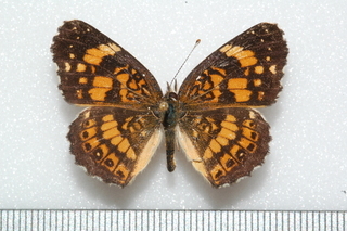 Chlosyne nycteis, Silvery Checkerspot, top ruler mm