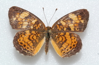 Phyciodes tharos, Pearl Crescent, top