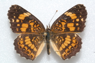 Chlosyne nycteis, Silvery Checkerspot, top