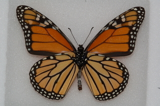 Danaus plexippus, Monarch, bottom