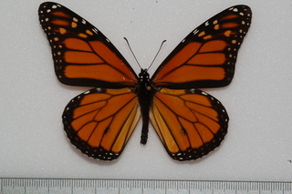 Danaus plexippus, Monarch, top ruler mm