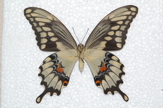 Papilio cresphontes, Giant Swallowtail, bottom