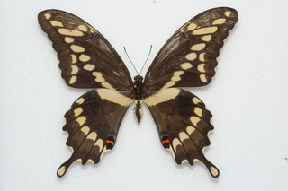 Papilio cresphontes, Giant Swallowtail, top