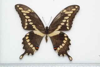 Papilio cresphontes, Giant Swallowtail, top ruler mm